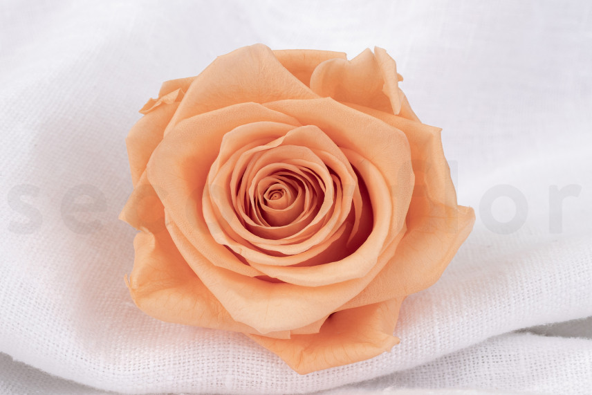 Stabilized rose Verdissimo XL - Box of 5 - Peach