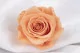 Rosa preservada XL Melocot&oacute;n (x5) 1