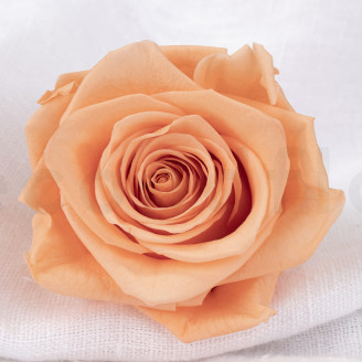 Stabilized rose Verdissimo XL - Box of 5 - Peach