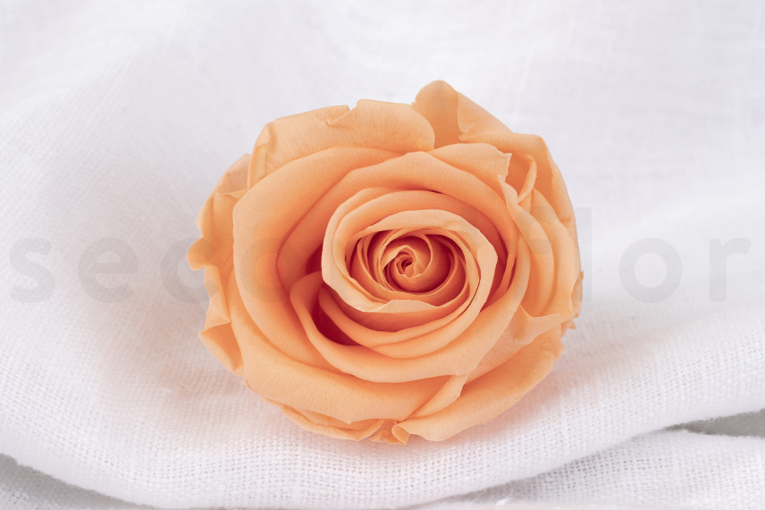 Preserved rose Verdissimo L - Box of 6 - Peach
