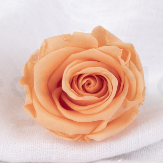 Preserved rose Verdissimo L - Box of 6 - Peach