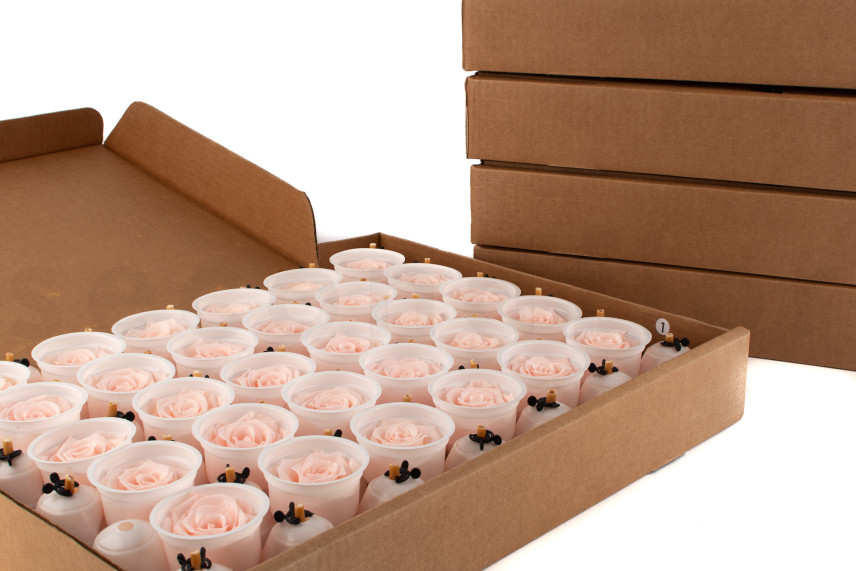 Stabilized rose Kiara XL - Bulk of 432 units - Pink Blush