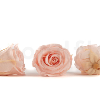 Rosa stabilizzata Kiara XL - Sfuso 252 unit&agrave; - Pink Blush