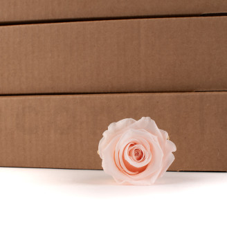 Rosa stabilizzata Kiara XL - Sfuso 252 unit&agrave; - Pink Blush