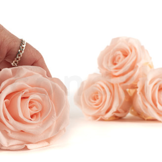 Rosa preservada Kiara XL - Granel 252 unidades - Pink Blush