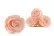 Konservierte Rose XL Pink Blush - Gro&szlig;packung (x432) 8