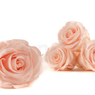 Rosa stabilizzata Kiara XL - Sfuso 252 unit&agrave; - Pink Blush