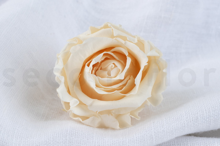 Rosa preservada Verdissimo L - Caja de 6 - Champagne