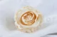 Konservierte Rose L Champagne (x6) 1