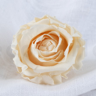 Rosa preservata Verdissimo L - Scatola da 6 - Champagne