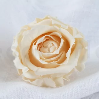 Rosa stabilizzata L Champagne (x6)