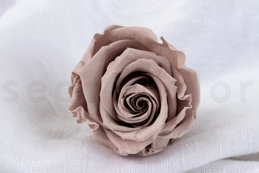 Konservierte Rose Verdissimo L - Verpackung 6 St. - Hazelnut