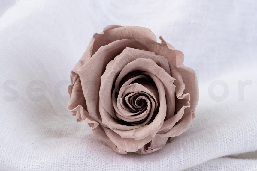Preserved rose Verdissimo L - Box of 6 - Hazelnut