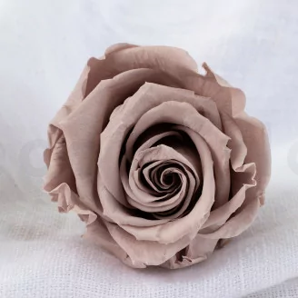 Rosa stabilizzata L Nocciola (x6)