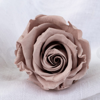 Stabilized rose Verdissimo L - Box of 6 - Hazelnut