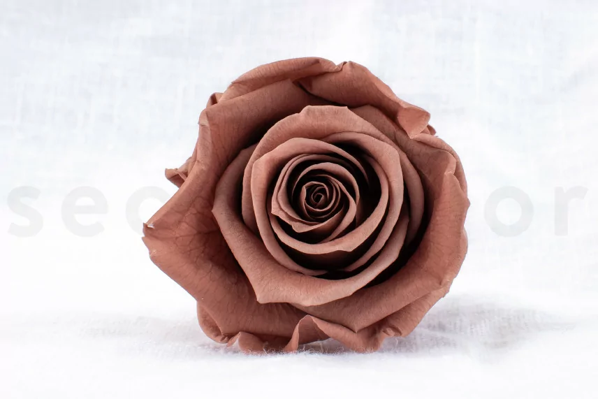 Konservierte Rose L Mocha Cocoa (x6)