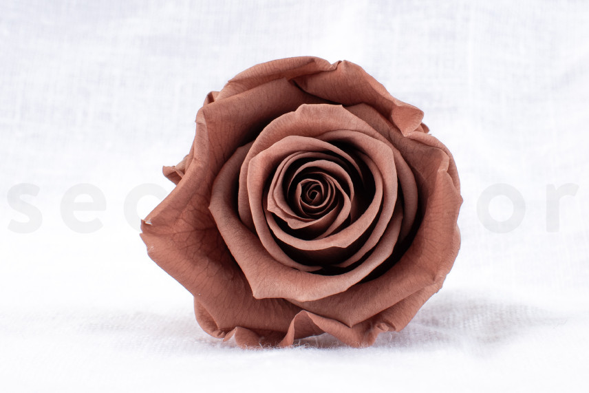 Rose stabilis&eacute;e Verdissimo L - Bo&icirc;te de 6 - Mocha Cocoa