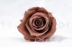 Preserved Rose L Mocha Cocoa (x6) 1
