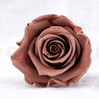 Preserved rose Verdissimo L - Box of 6 - Mocha Cocoa