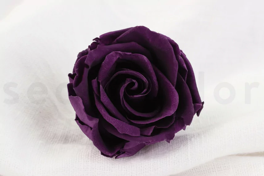 Preserved rose Verdissimo L - Box of 6 - Pourpre