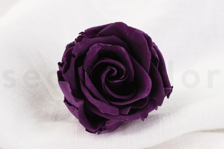 Stabilized rose Verdissimo L - Box of 6 - Pourpre