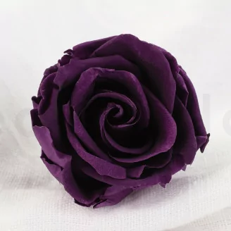 Preserved Rose L Purple (x6)