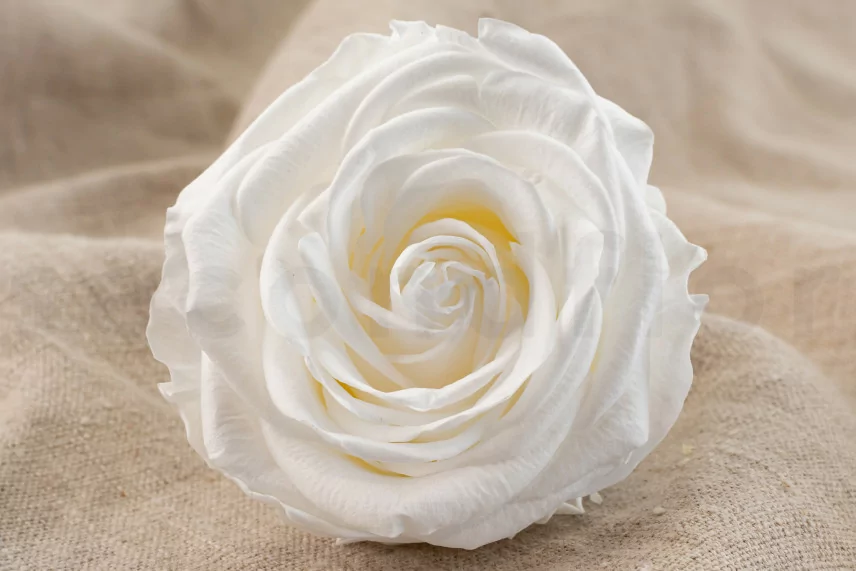 Rosa Verdissimo Premium stabilizzata - Scatola da 4 - White
