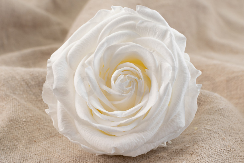 Rose Verdissimo Premium Konserviert - Verpackung 4 St. - White