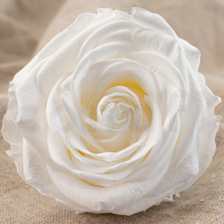 Rose Verdissimo Premium Stabilisiert - Verpackung 4 St. - White