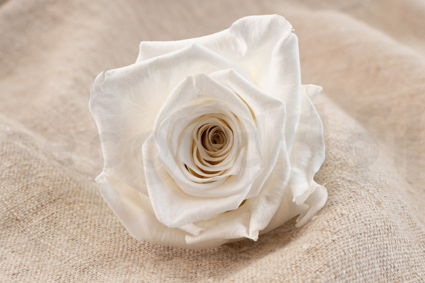 Stabilized rose Verdissimo XL - Box of 5 - White