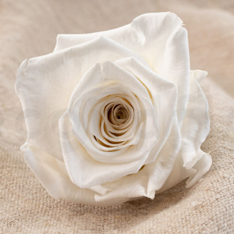 Stabilized rose Verdissimo XL - Box of 5 - White