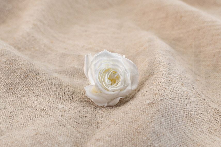 Rosa Princesa Preservada - Caja de 16 - Blanca