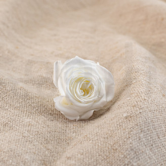 Rosa Princesa Preservada - Caja de 16 - Blanca