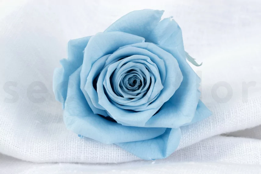 Preserved Rose XL Light Blue (x5)