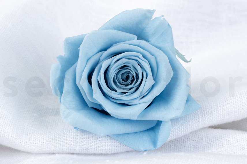 Rosa stabilizzata Verdissimo XL - Scatola da 5 - Light Blue