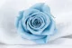 Rosa stabilizzata XL Blu chiaro (x5) 1