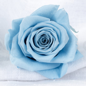 Stabilisierte Rose Verdissimo XL - Verpackung 5 St. - Light Blue