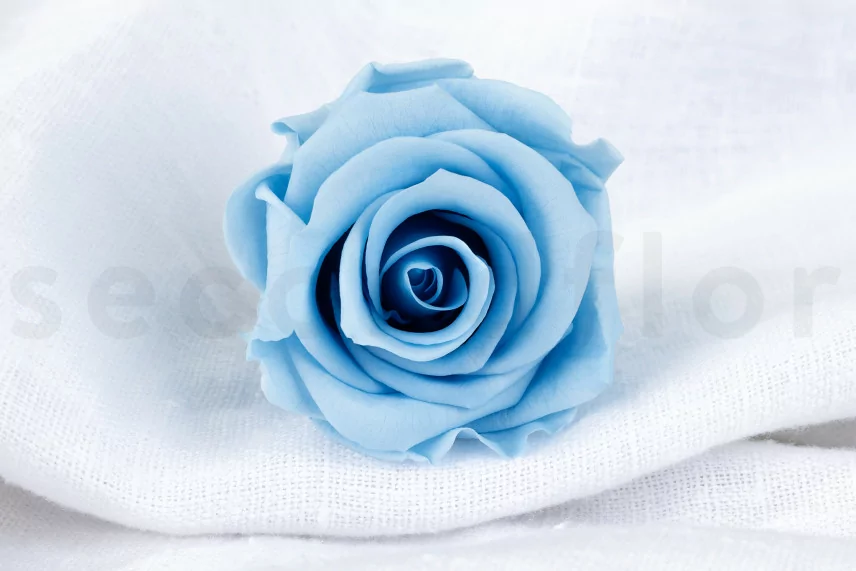 Preserved rose Verdissimo L - Box of 6 - Light Blue