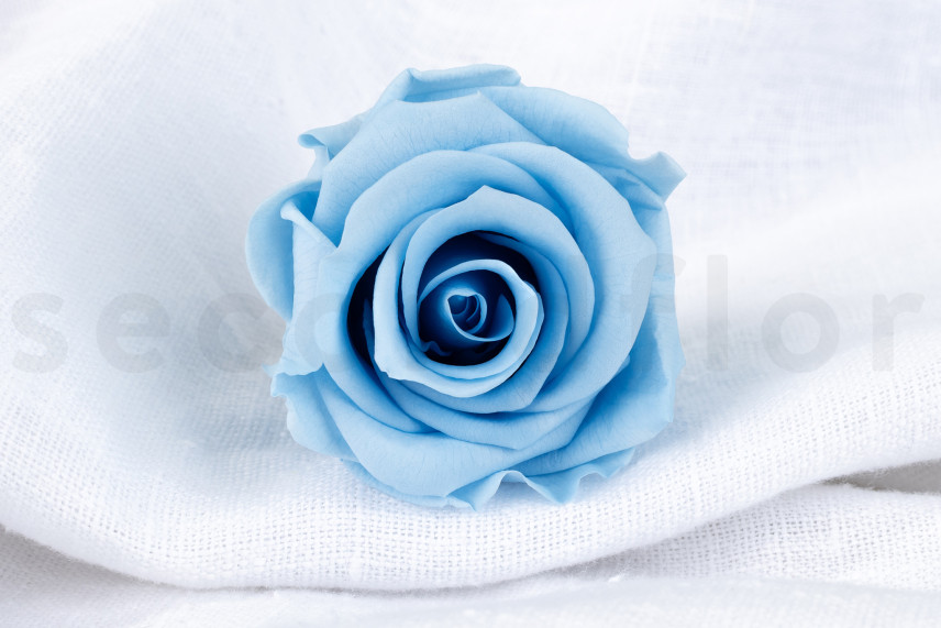 Rosa preservata Verdissimo L - Scatola da 6 - Light Blue