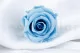 Konservierte Rose L Hellblau (x6) 1
