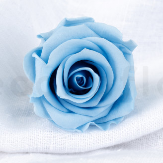 Rosa preservada Verdissimo L - Caja de 6 - Light Blue