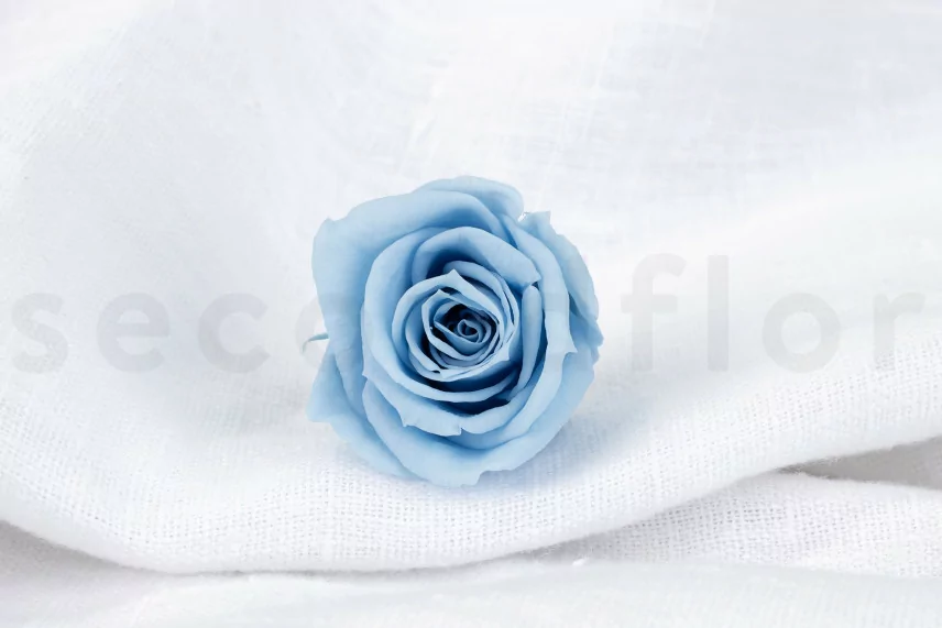 Preserved rose Verdissimo M - Box of 12 - Light Blue