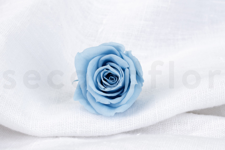 Rosa preservata Verdissimo M - Scatola da 12 - Light Blue