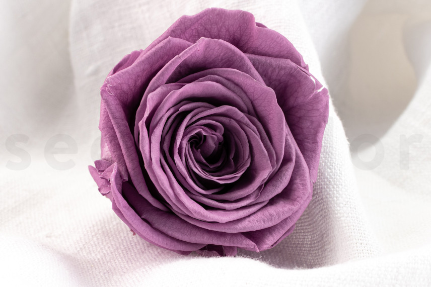 Rosa preservata Verdissimo XL - Scatola da 5 - Lilac