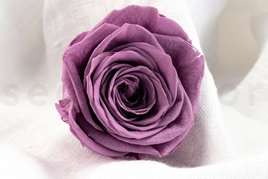 Rose stabilis&eacute;e Verdissimo XL - Bo&icirc;te de 5 - Lilac