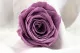 Preserved Rose XL Lilac (x5) 1