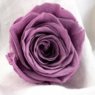 Preserved Rose XL Lilac (x5)