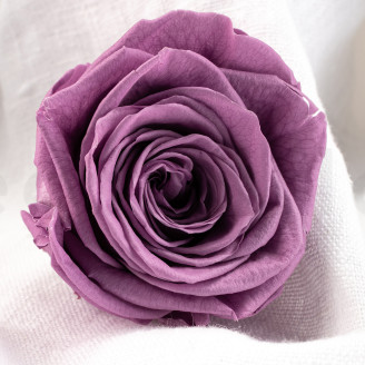 Rosa preservata Verdissimo XL - Scatola da 5 - Lilac