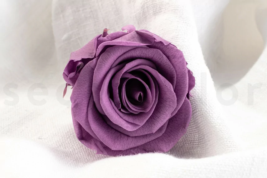 Konservierte Rose Verdissimo L - Verpackung 6 St. - Lilac