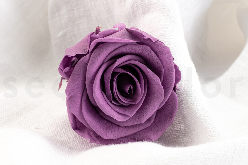 Rosa preservata Verdissimo L - Scatola da 6 - Lilac